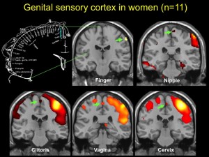 AASECT Presentation –Neuroscience of female sexual health