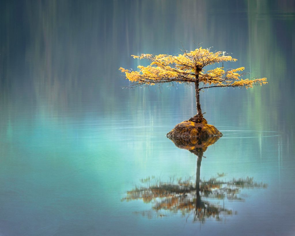 A single tree sits on a rock in the middle of a lake.