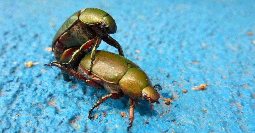 Two sexually frustrated green beetles are sitting on a blue surface.